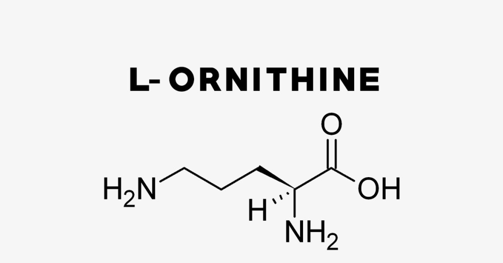 ornithine.jpeg