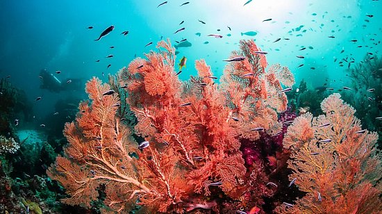 Коралловый кальций — что это, как правильно принимать, польза и вред